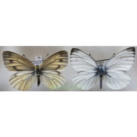 Pieris bryoniae lorkovici Eitschberger, 1984 pair Igen. Austria7b
